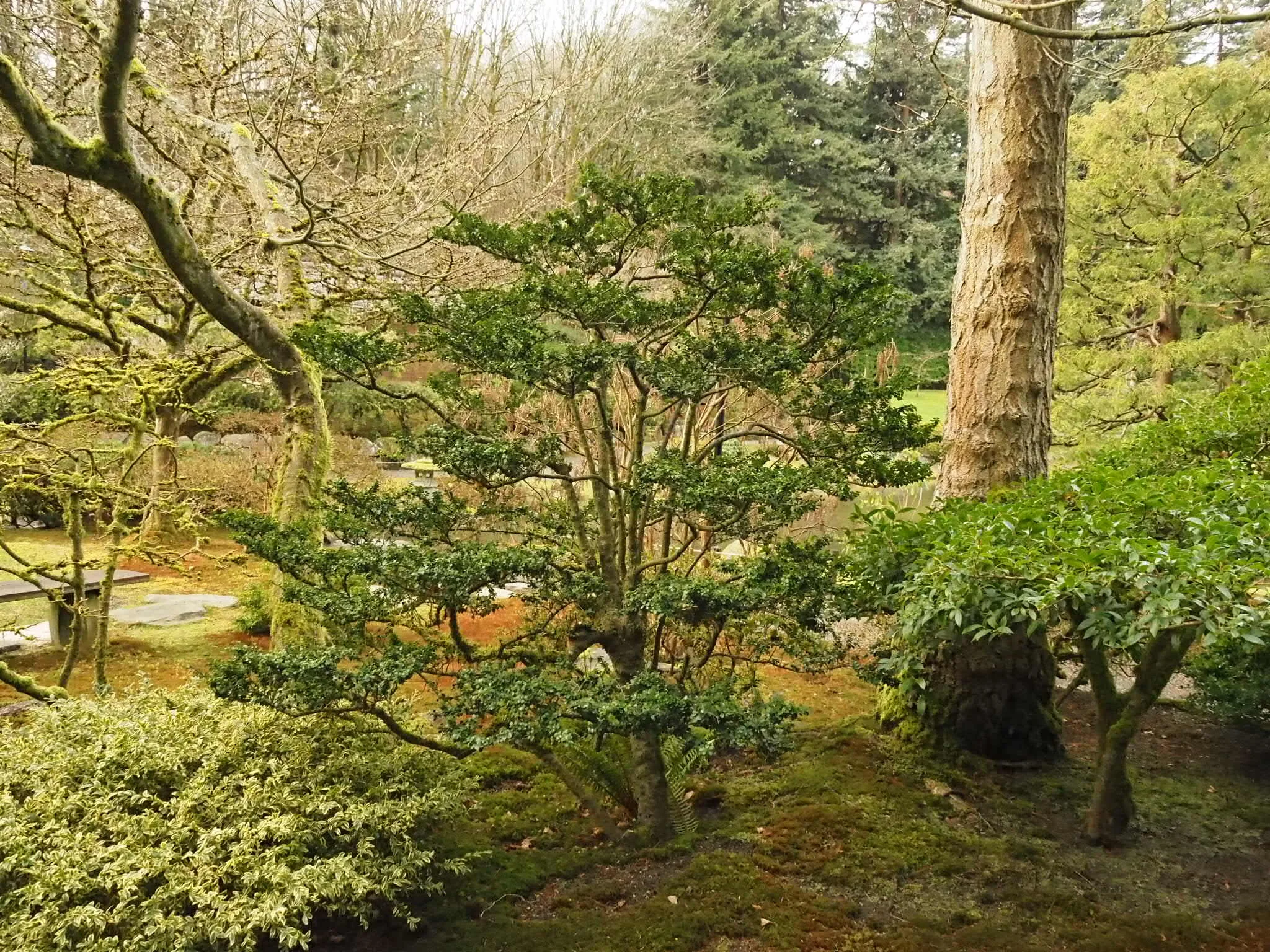 Japanese Holly: A Subtle Gem — Seattle Japanese Garden